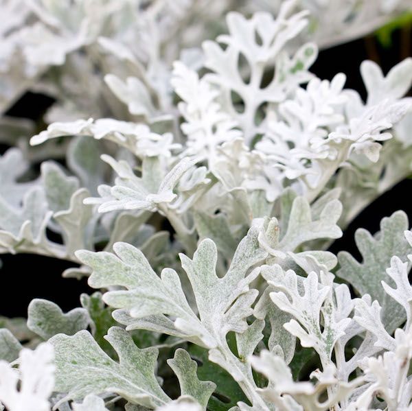 Senecio Cineraria 'Silver Dust' - Plant Studio LLC