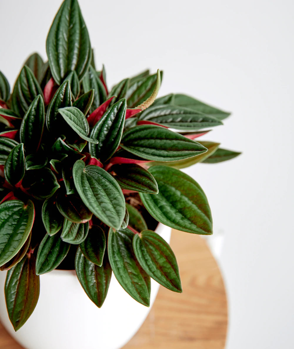 Peperomia Rosso - Plant Studio LLC