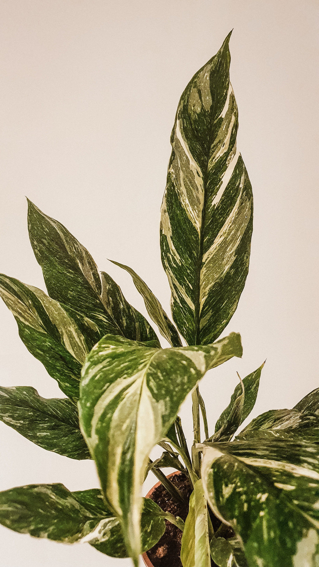 Spathiphyllum 'Domino' Hybrid - Variegated Peace Lily Plant Studio LLC 