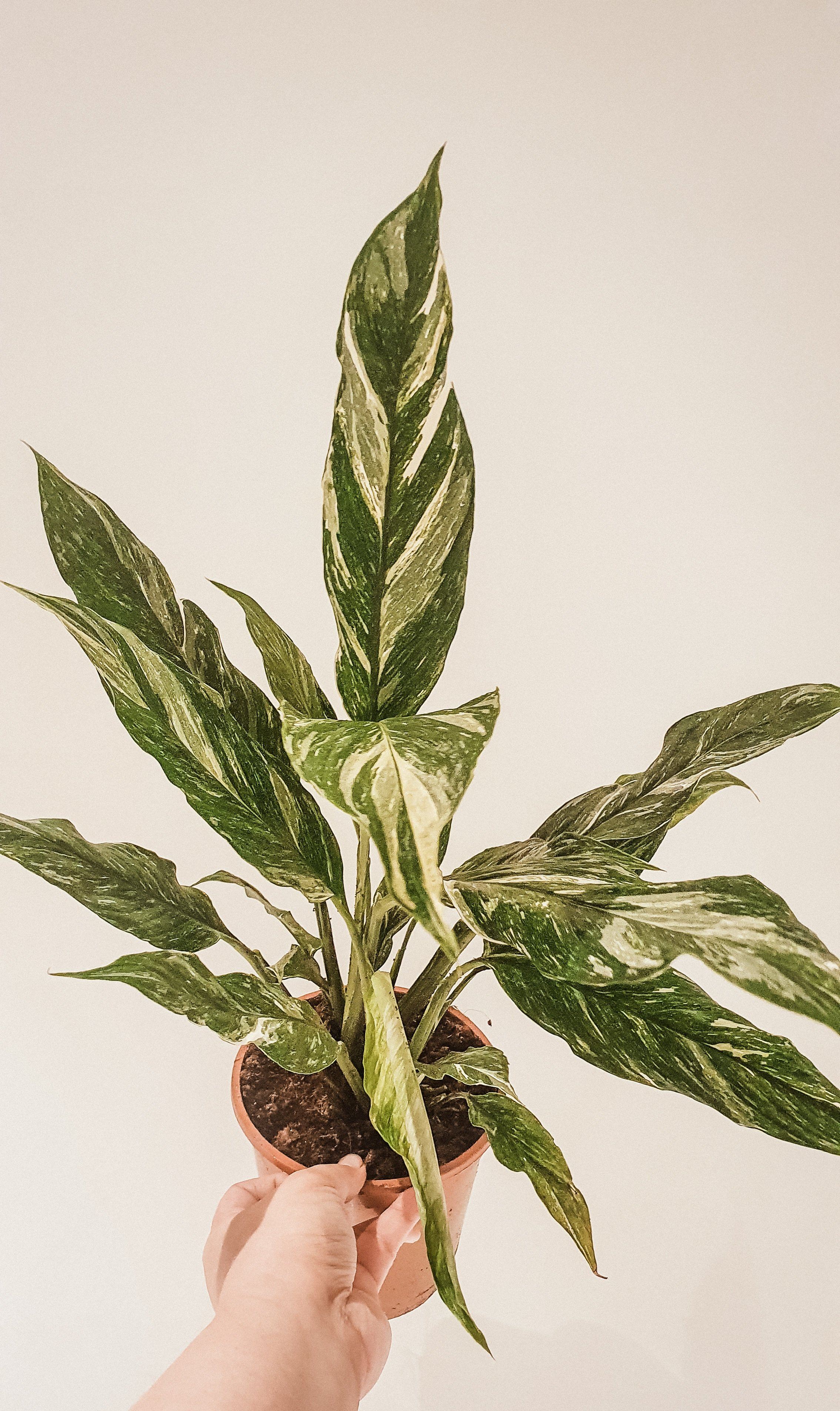 Spathiphyllum 'Domino' Hybrid - Variegated Peace Lily Plant Studio LLC 