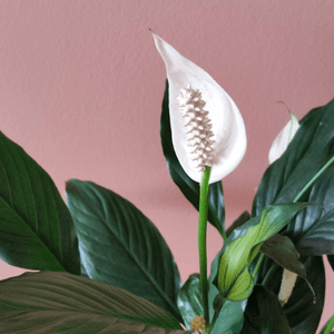 Spathiphyllum 'Peace Lily' Plant Studio LLC 