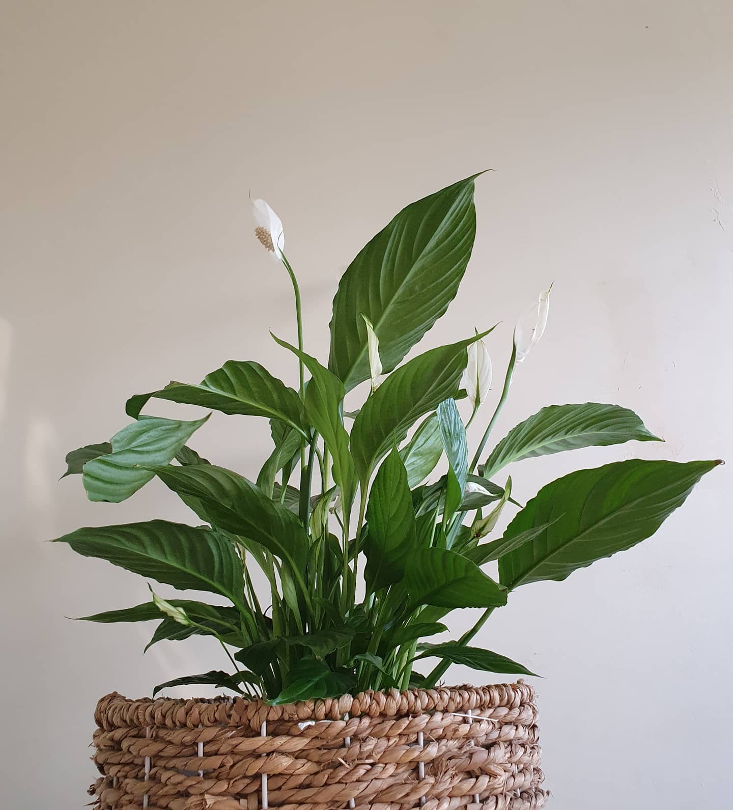 Spathiphyllum 'Peace Lily' Plant Studio LLC 70cm 