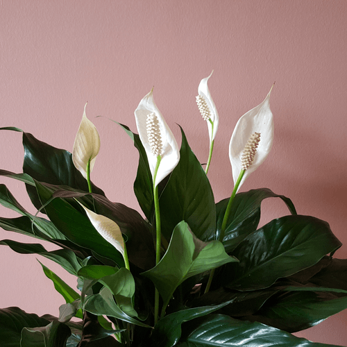 Spathiphyllum 'Peace Lily' Plant Studio LLC 