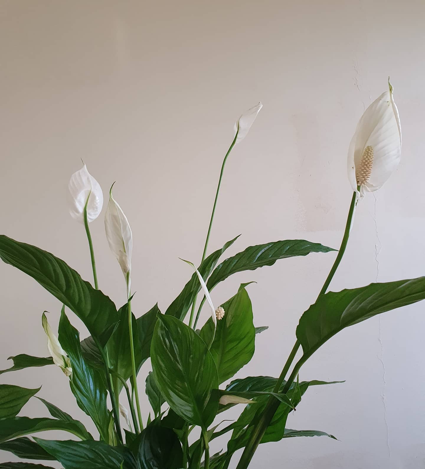 Spathiphyllum 'Peace Lily' Plant Studio LLC 