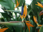 Strelitzia Reginae 'Bird of Paradise' Plant Studio LLC 