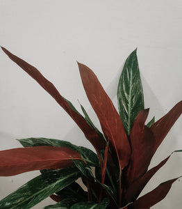 Stromanthe Sanguinea Magicstar Plant Studio LLC 