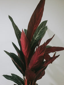 Stromanthe Sanguinea Magicstar Plant Studio LLC 