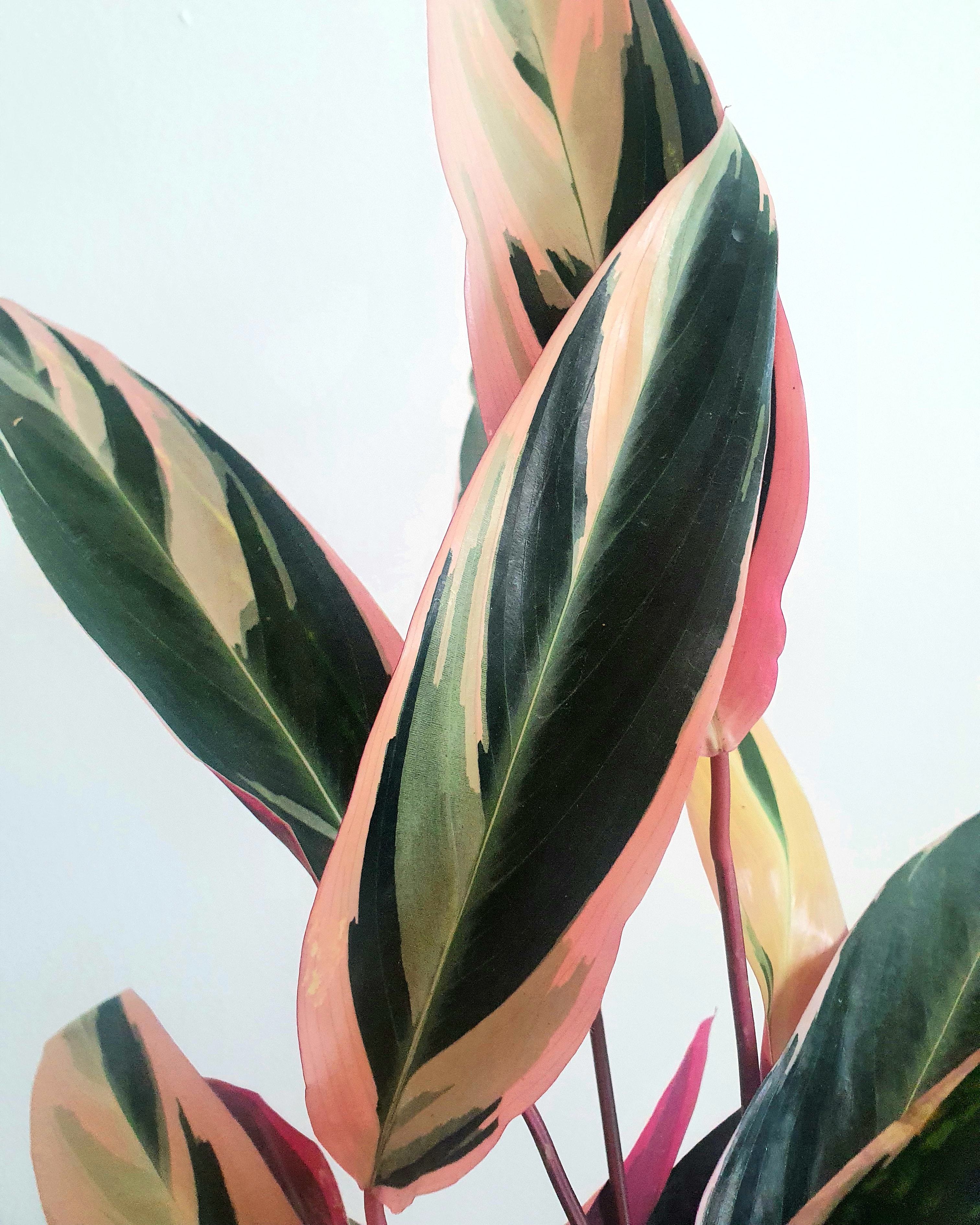 Stromanthe Triostar Plant Studio LLC 