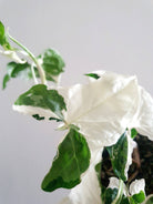 Syngonium Albo Plant Studio LLC 