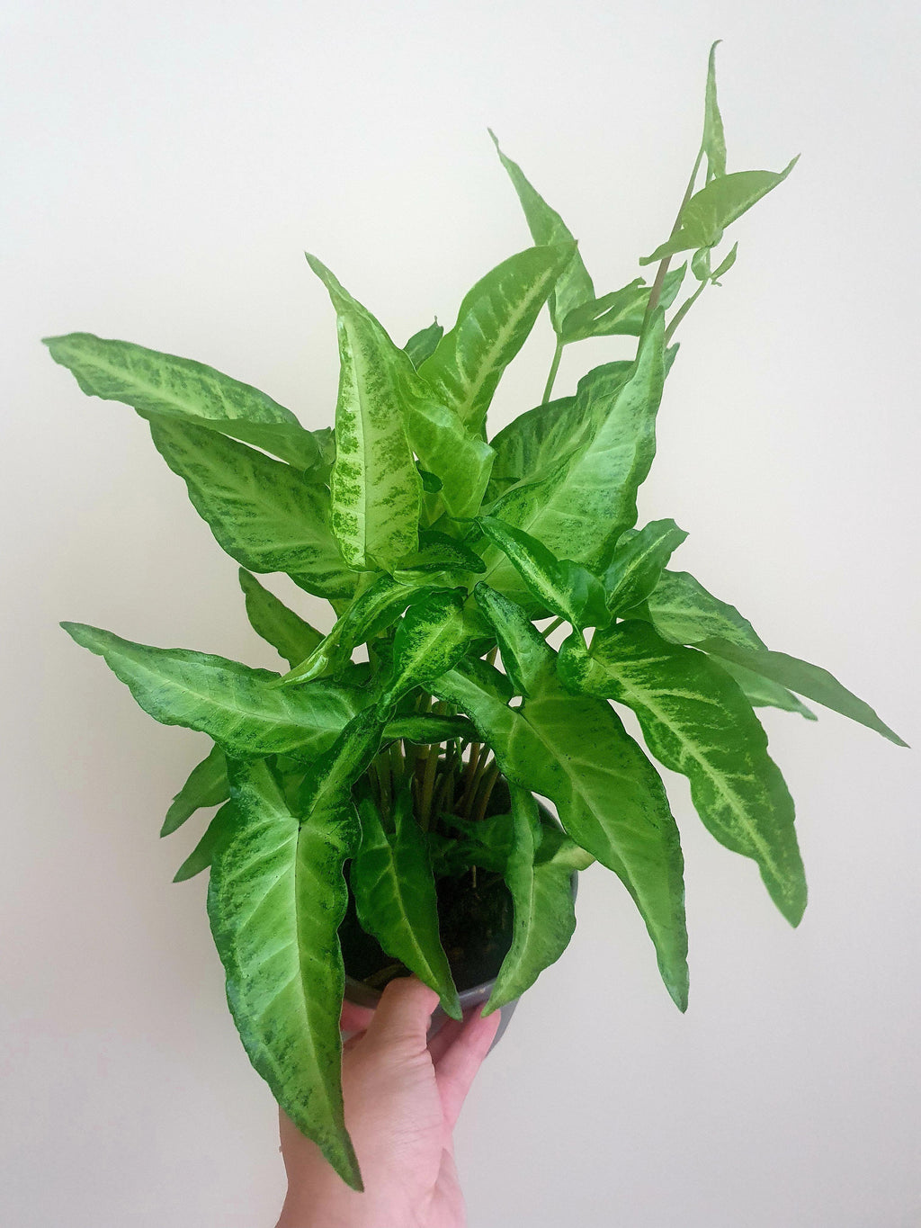 Syngonium Angustatum Plant Studio LLC 