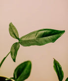 Syngonium Podophyllum Trileaf Wonder Plant Studio LLC 