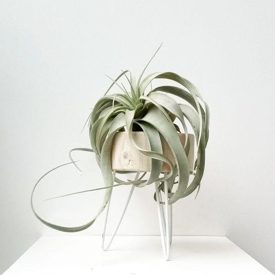 Tillandsia Xerographica Plant Studio LLC 