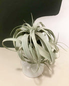 Tillandsia Xerographica Plant Studio LLC 