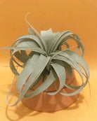 Tillandsia Xerographica Plant Studio LLC 