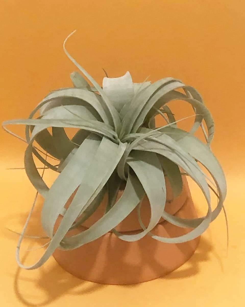 Tillandsia Xerographica Plant Studio LLC 