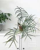 Philodendron Tortum - Plant Studio LLC