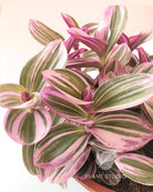 Tradescantia Nanouk Plant Studio LLC 