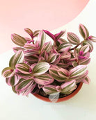 Tradescantia Nanouk Plant Studio LLC 