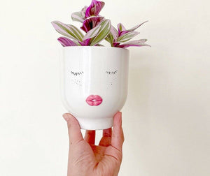 Tradescantia Nanouk XS Plant Studio LLC 
