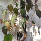 Philodendron Micans - Plant Studio LLC
