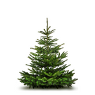 Christmas Tree - Plant Studio LLC