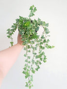 Variegated English Ivy Plant Studio LLC 