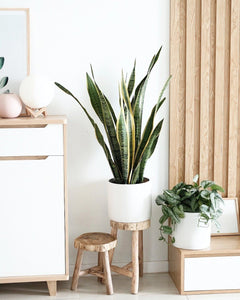 White Ceramic Pot Plant Studio LLC 