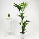 White Ceramic Pot Plant Studio LLC 