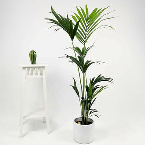 White Ceramic Pot Plant Studio LLC 