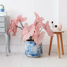 Caladium Spring Fling XL - Plant Studio LLC