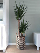 Yucca Plant Studio LLC 