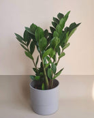 Zamioculcas Zamiifolia Plant Studio LLC 