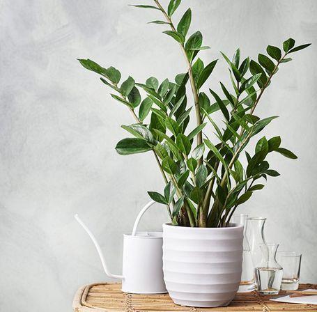 Zamioculcas Zamiifolia Plant Studio LLC 