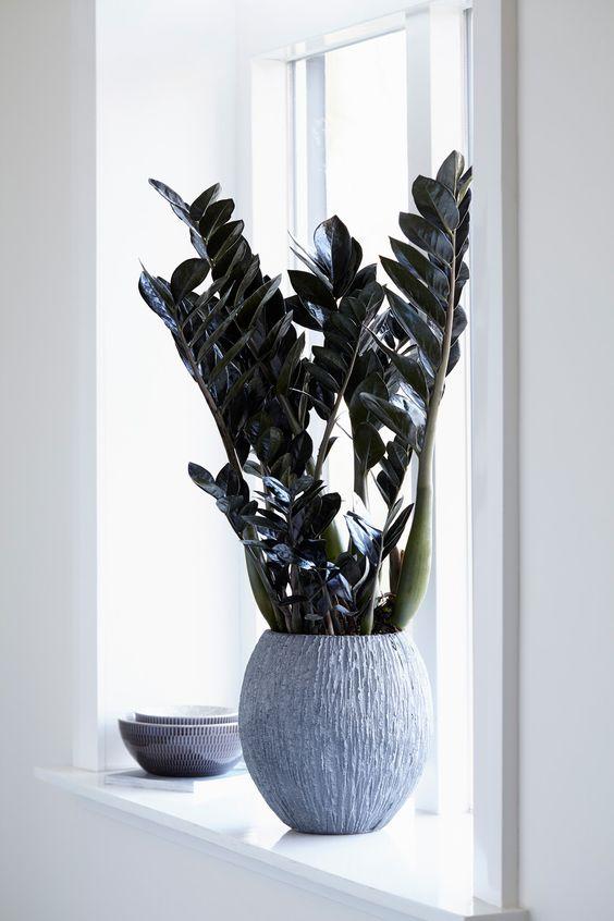 Zamioculcas Zamiifolia Supernova Plant Studio LLC 