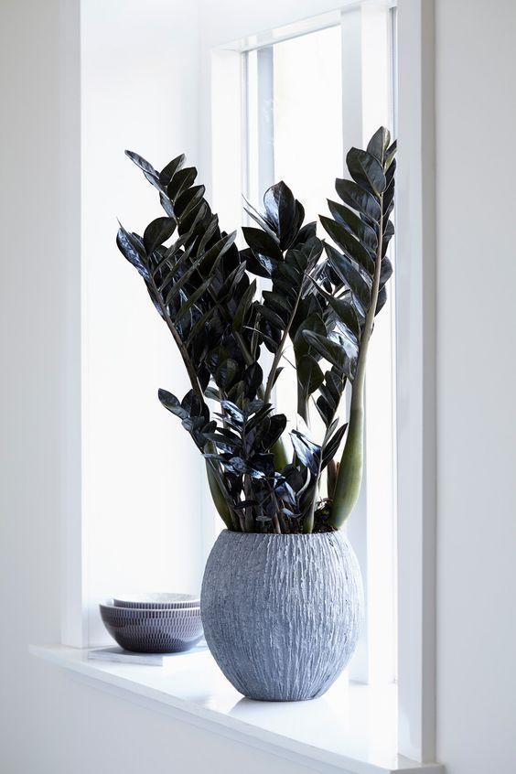 Zamioculcas Zamiifolia Supernova Plant Studio LLC 