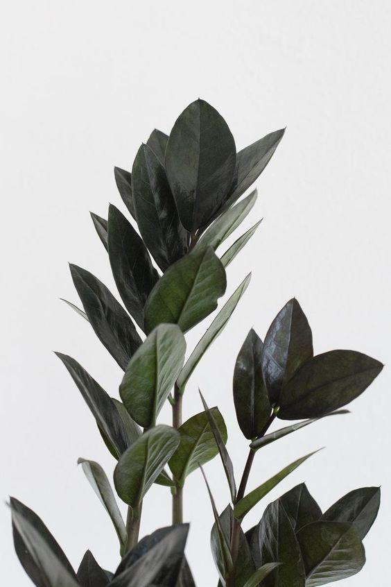 Zamioculcas Zamiifolia Supernova Plant Studio LLC 