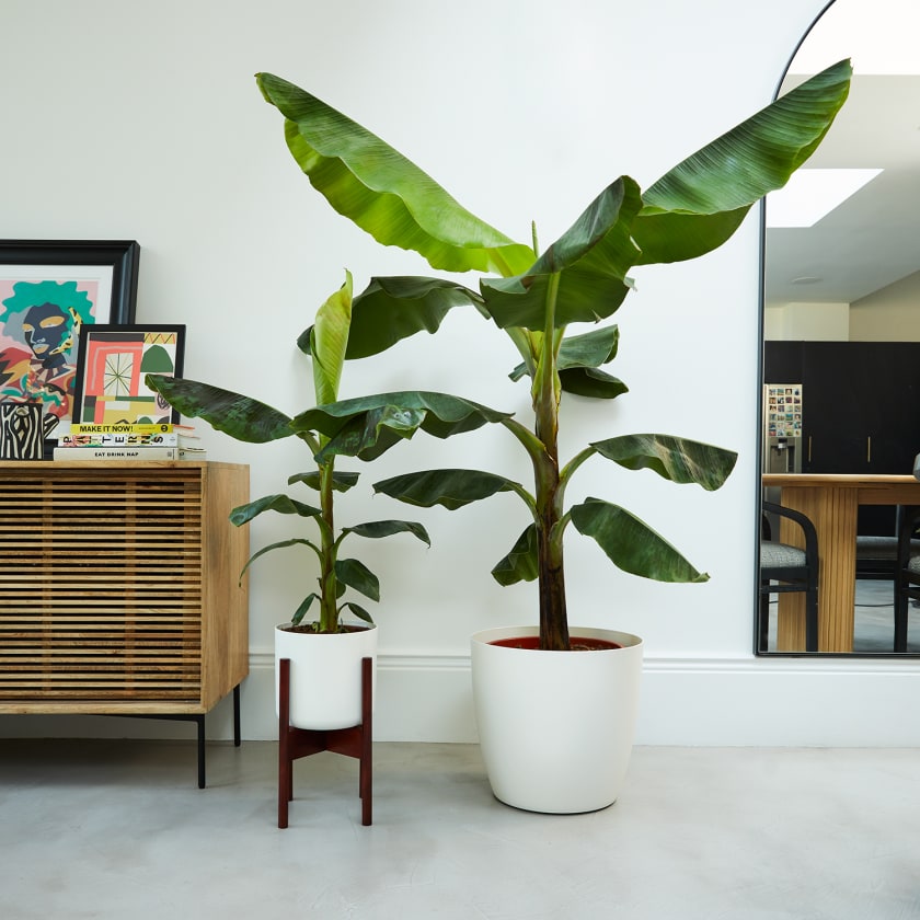 Musa 'Banana Tree' - Plant Studio LLC